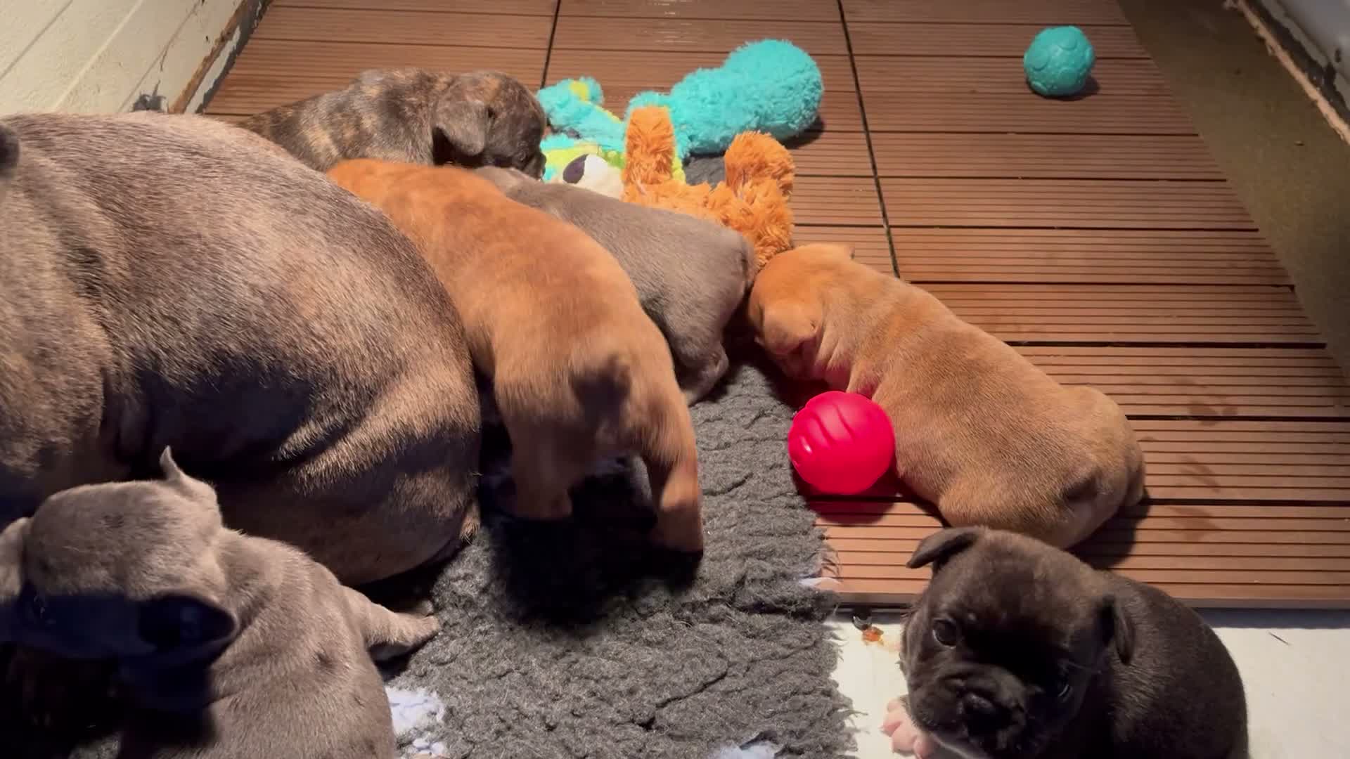Franse Bulldog honden te koop: Franse Bulldog pups Lionheart Bloodline  - Video 1