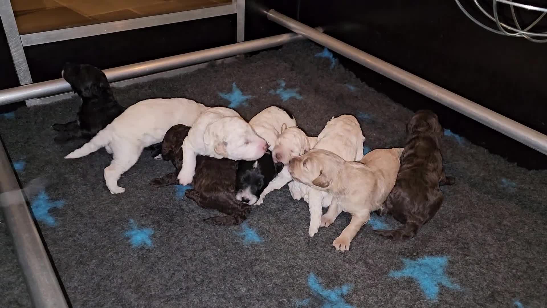 Kruising honden te koop: Leuke medium doodle pups zoeken gouden mandje! - Video 1