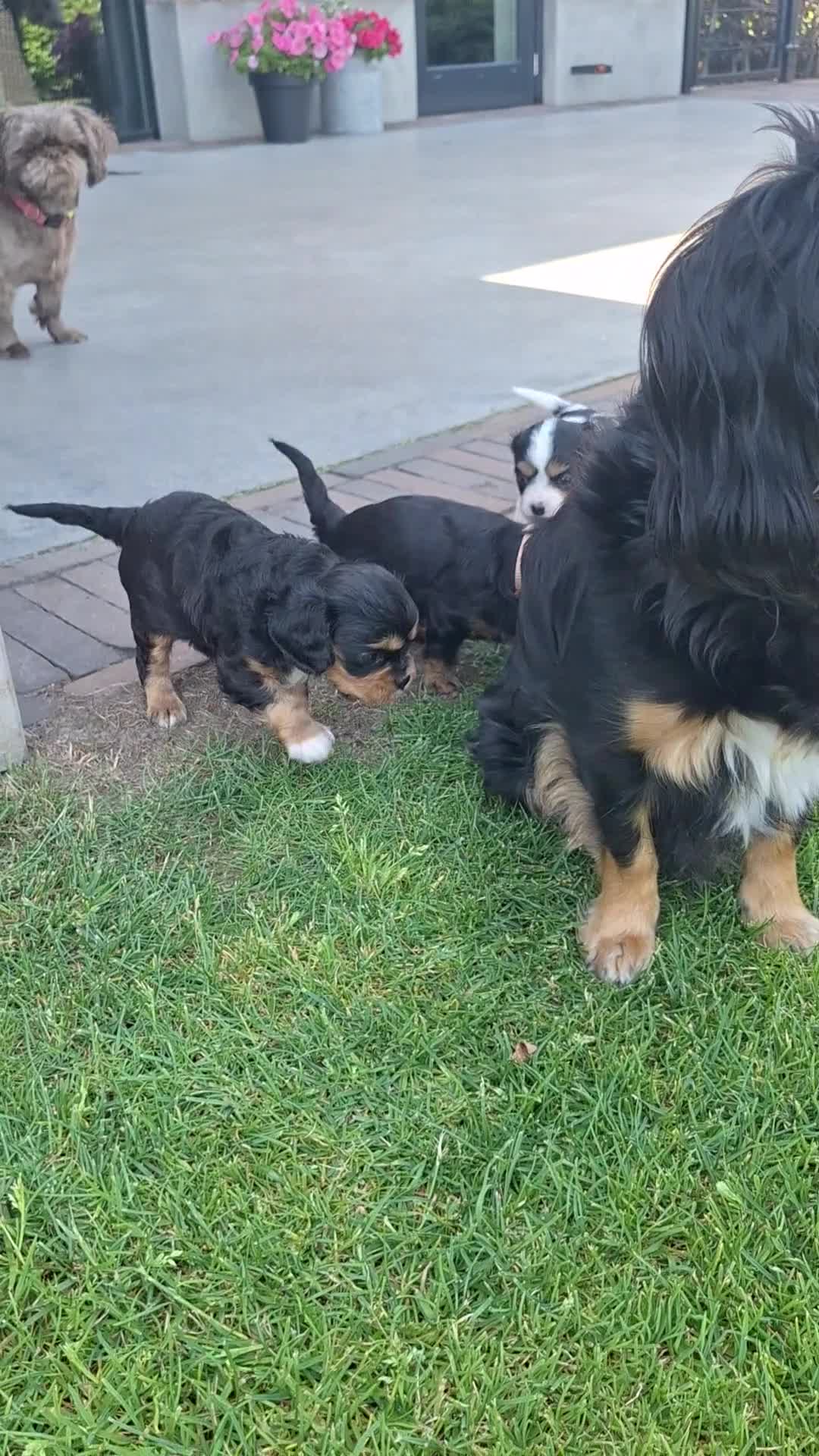 Cavalier King Charles Spaniel honden te koop: Cavelier King Charles pups - Video 1