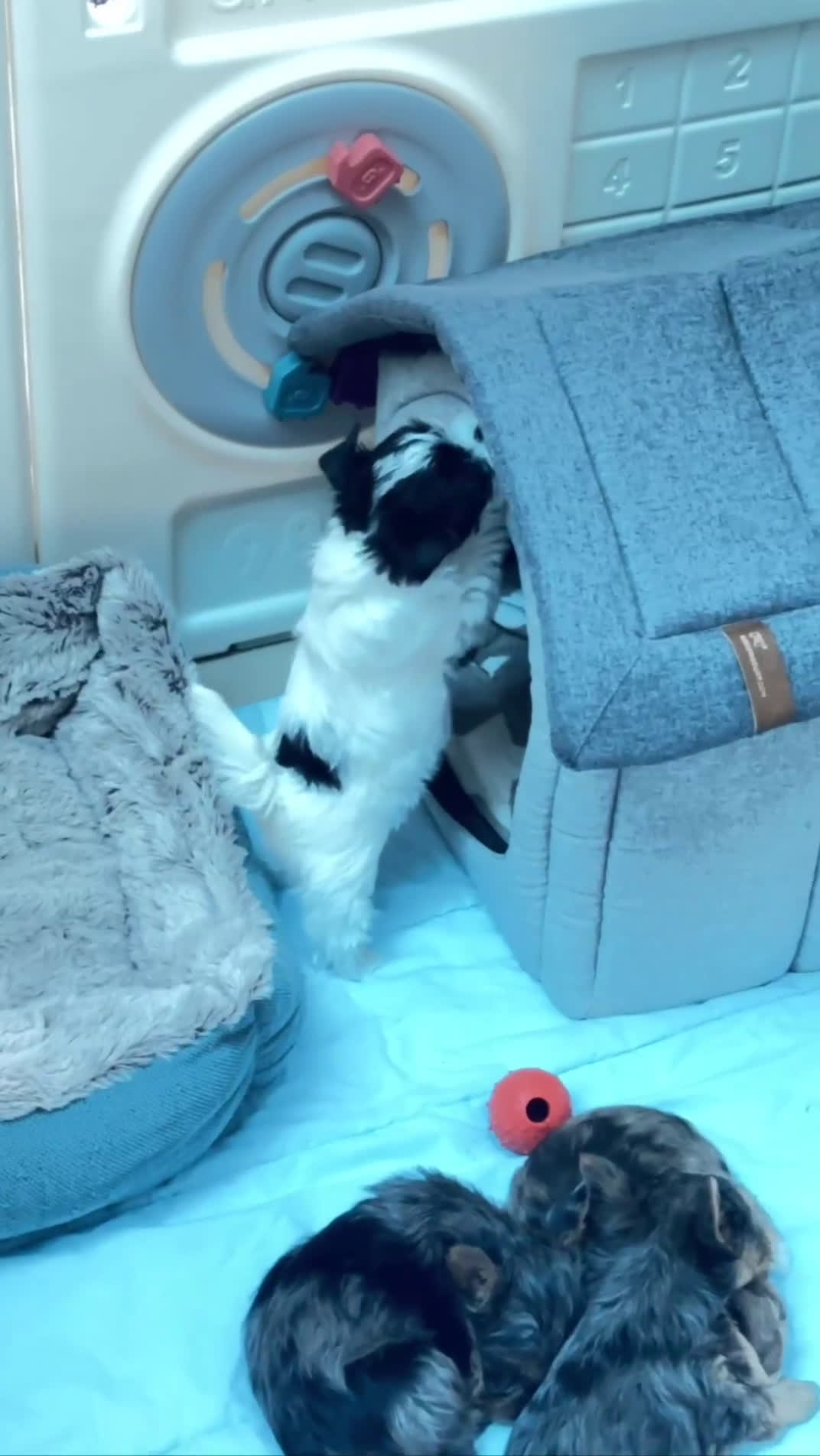 Yorkshire Terriër honden te koop: Yorkshire Terriër pups zoeken een liefdevol thuis! in Kortrijk - Video 1
