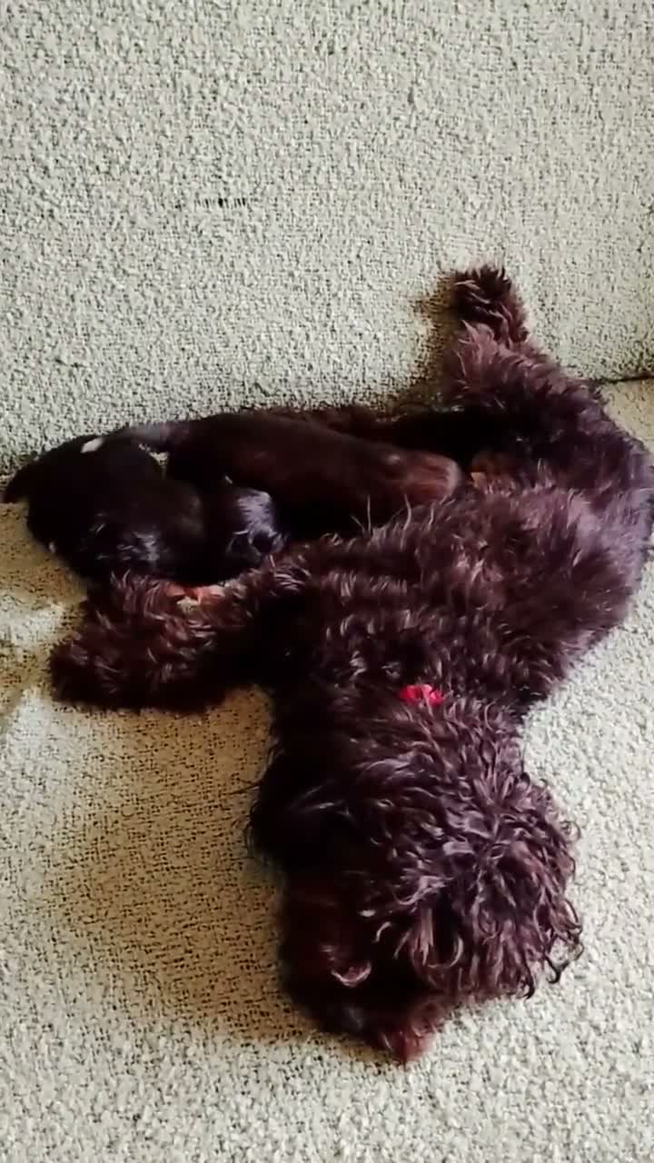 Kruising honden te koop: Orginele Papipoo - Video 2
