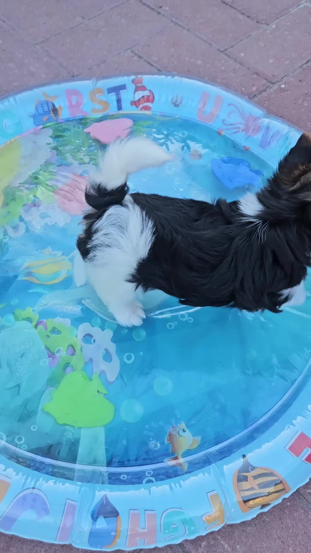 Biewer Terrier honden te koop: Biewer teriër reutje - Video 1