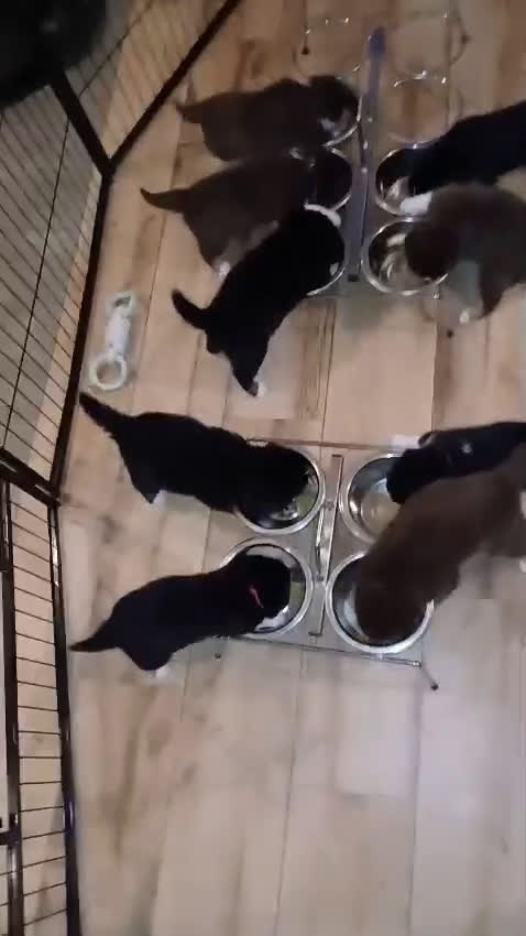 Kruising honden te koop: Prachtige kruising pups - Video 1