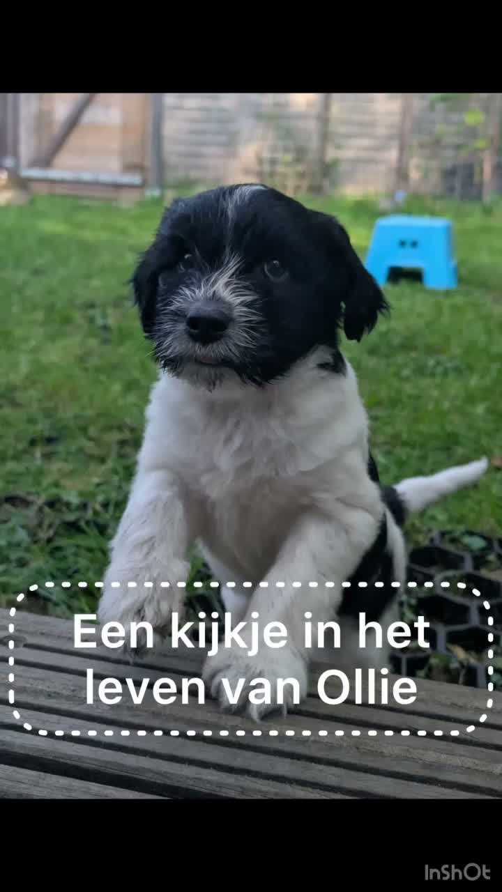 Nederlandse Schapendoes honden te koop: Schapendoes reu - Video 1