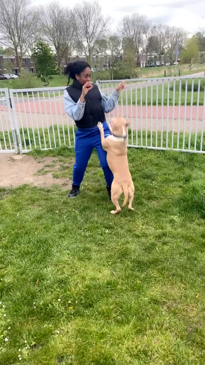 Pitbull Terriër honden ter dekking: Ajax/Jaxie ( DEKREU ) - Video 3