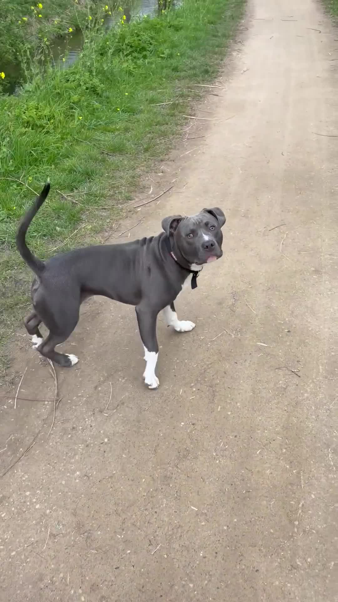 American Staffordshire Terriër honden te koop: American Staffordshire Terriër  in Delft - Video 1