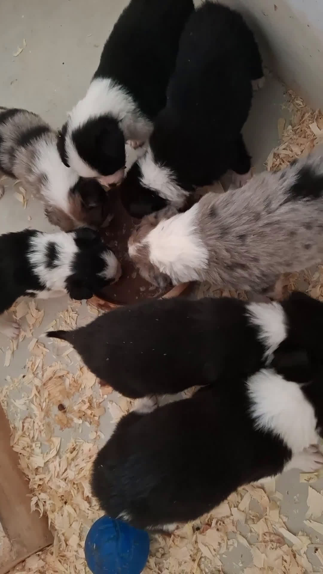 Border Collie honden te koop: bordercollie pups te koop - Video 1