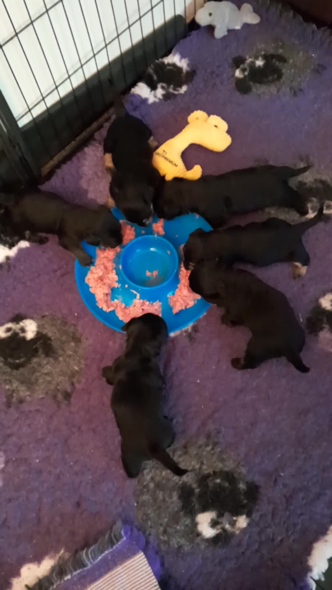 Cesky Terriër honden te koop: Ceskyterriër pups in Huizen - Video 1