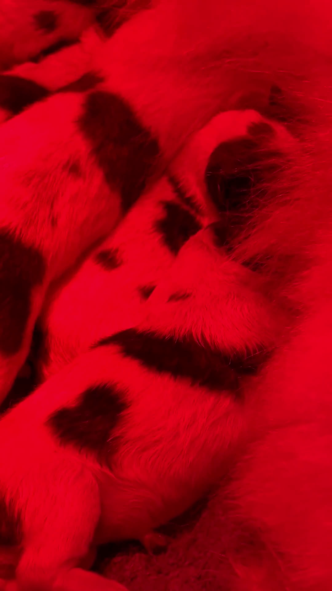 Thai Bangkaew Dog honden te koop: Thai Bangkaew Puppies - Video 2