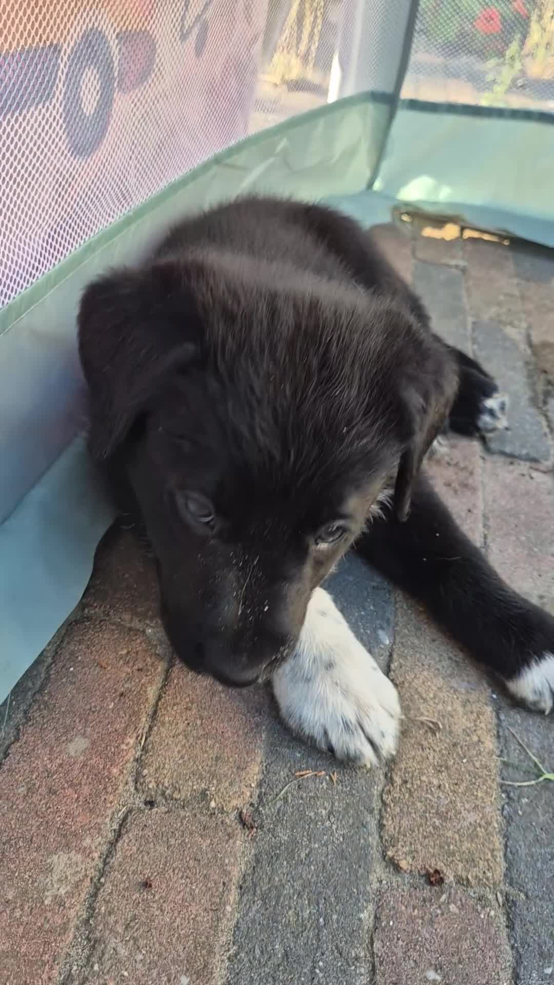 Kruising honden te koop: Borador pupjes♡ - Video 2