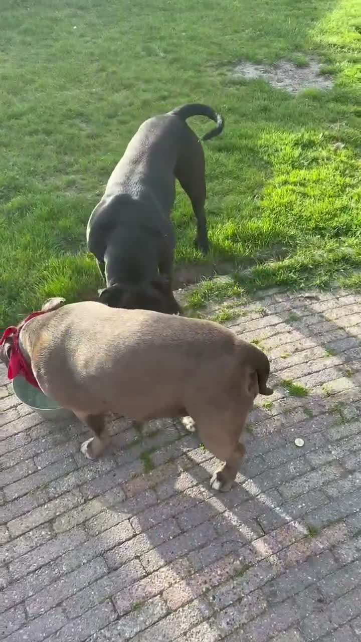 Kruising honden te koop: Tri-Colored ‘Amerikaanse Stafford’ teefje - Video 3