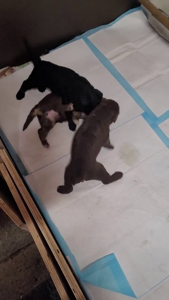 Australian Labradoodle honden te koop: Puppy's op zoek naar baasje - Video 1
