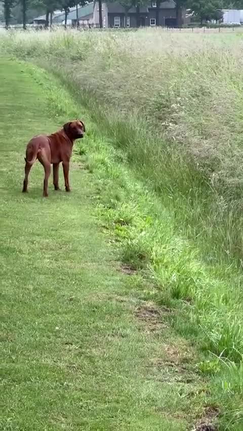 Rhodesian Ridgeback honden te koop: Rhodesian Ridgeback puppy's - Video 2