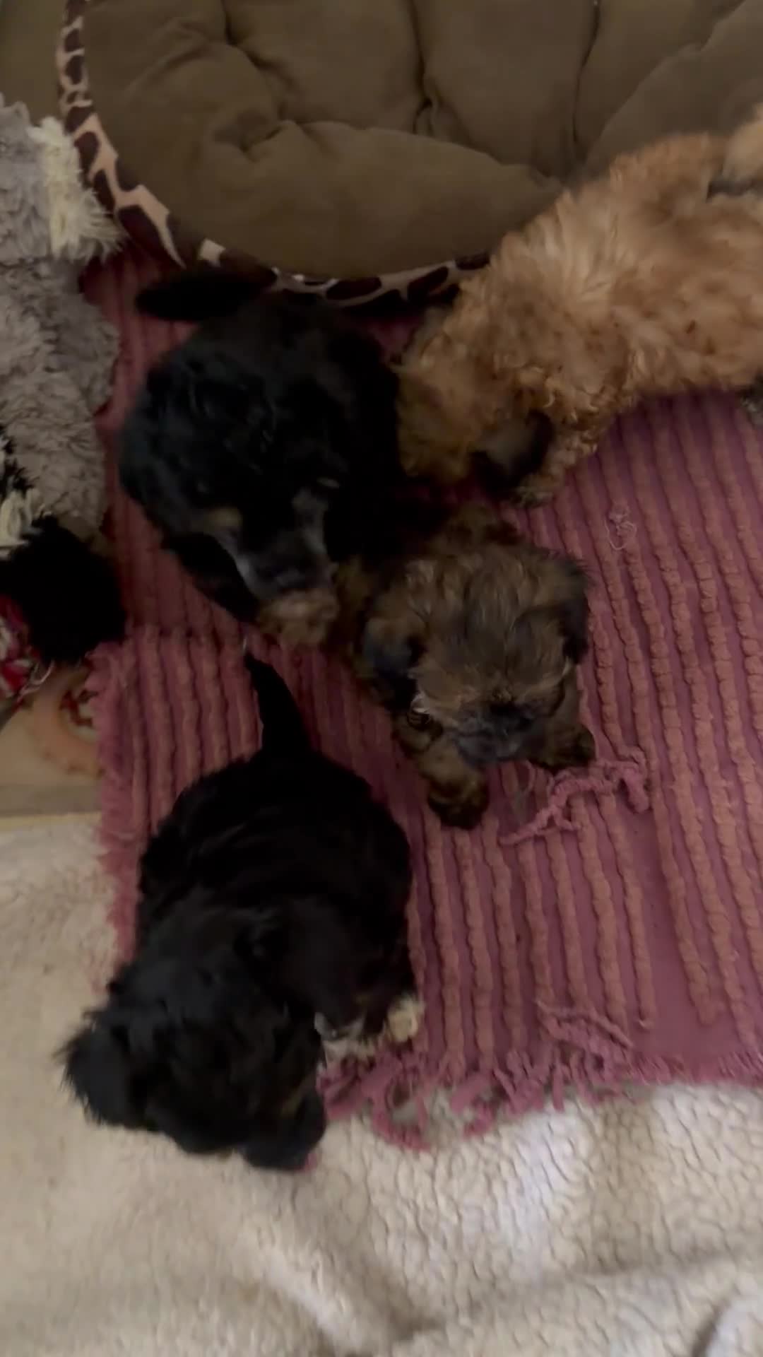 Poedel Toy honden te koop:  4  toy poedel pupjes reutjes een gereserveerd  - Video 3