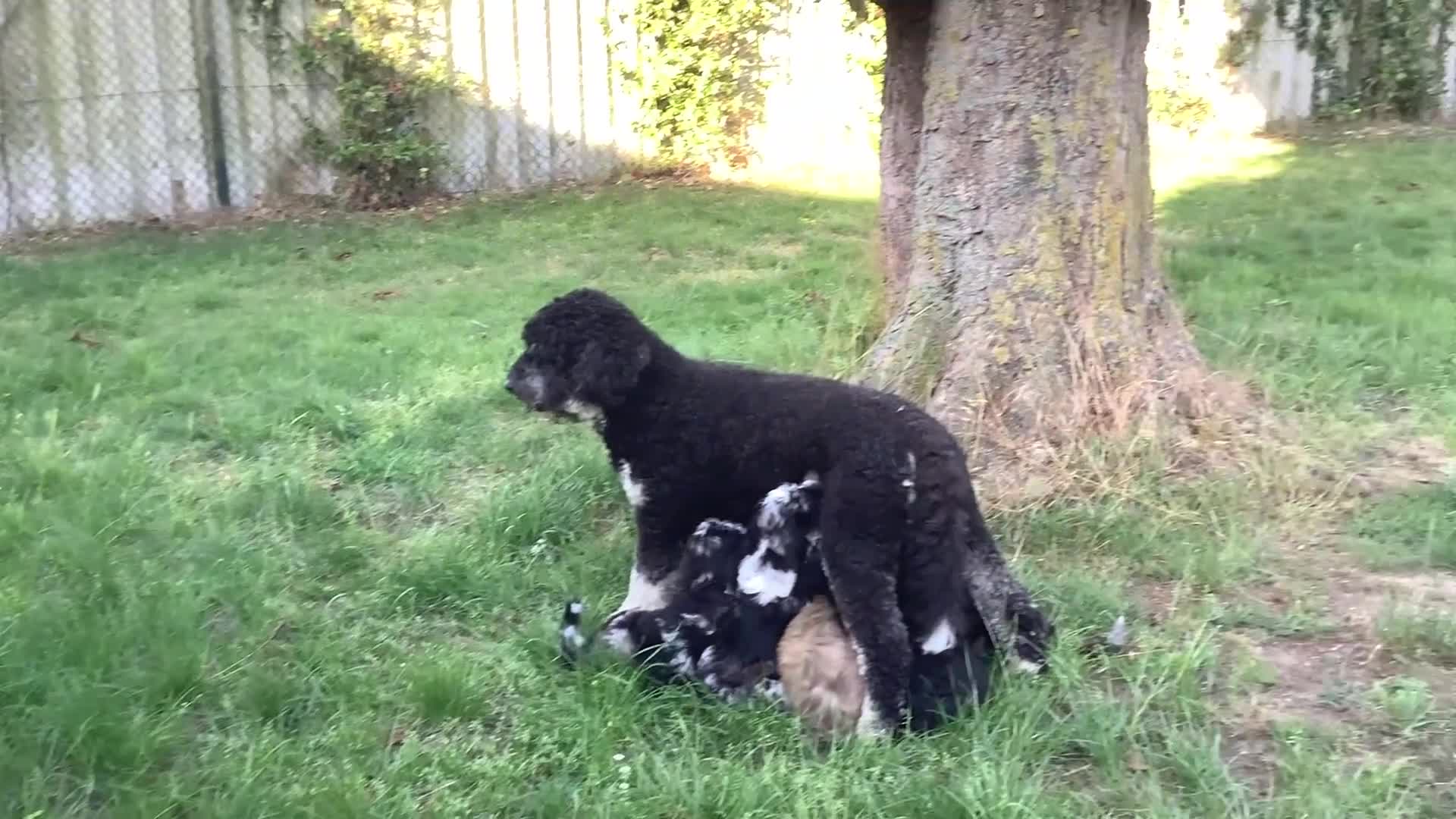 Bernedoodle honden te koop: unieke Bernedoodle pups - Video 1
