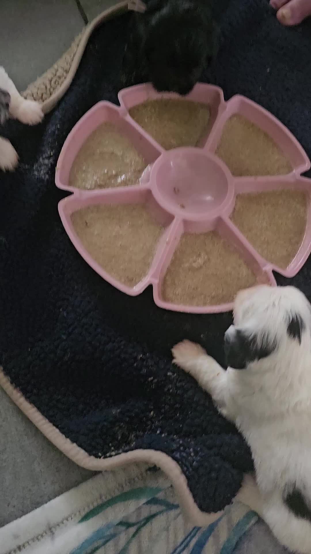 Maltezer honden te koop: Boomer malshi - Video 2