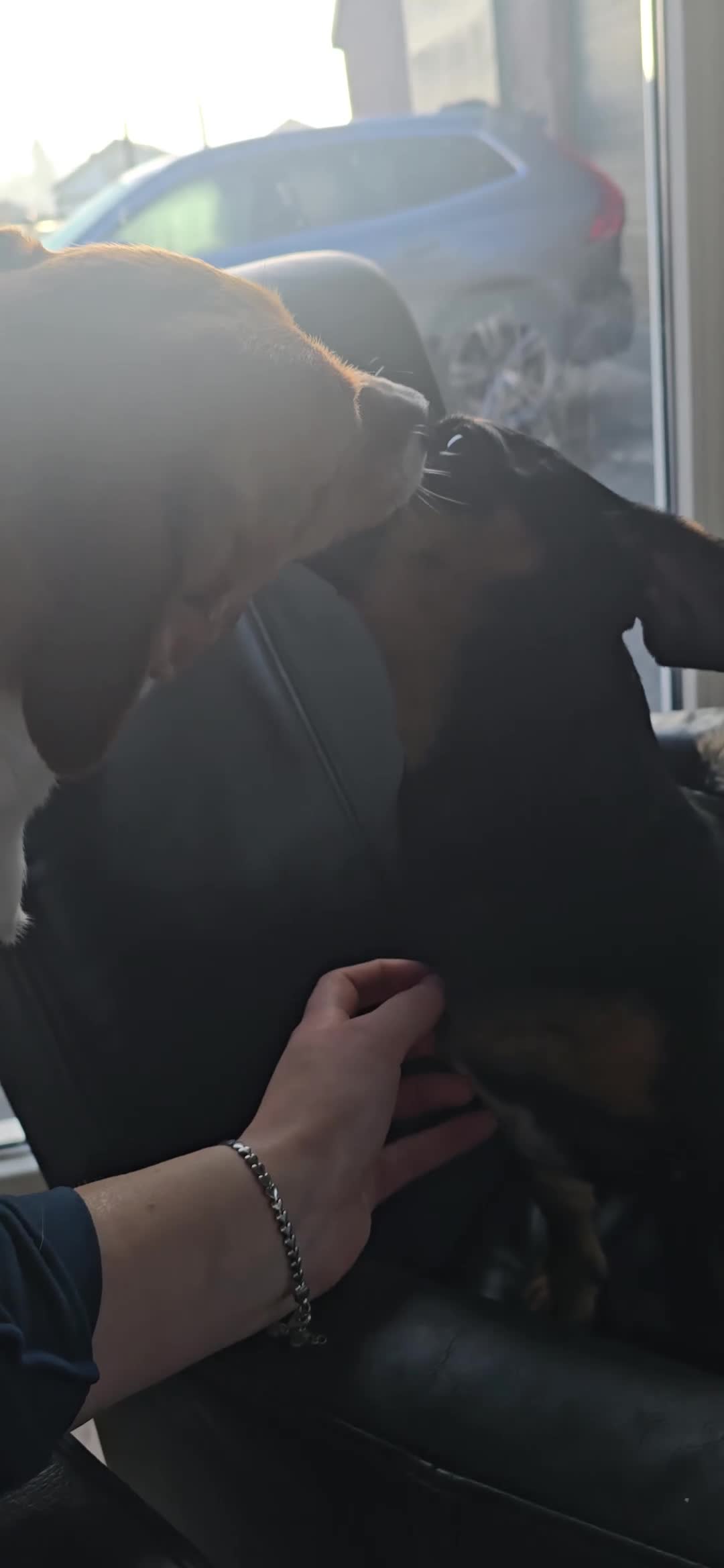 Jack Russel Terriër honden te koop: Te koop: Black & Tan Jack Russell Teef (2 jaar) - Video 3