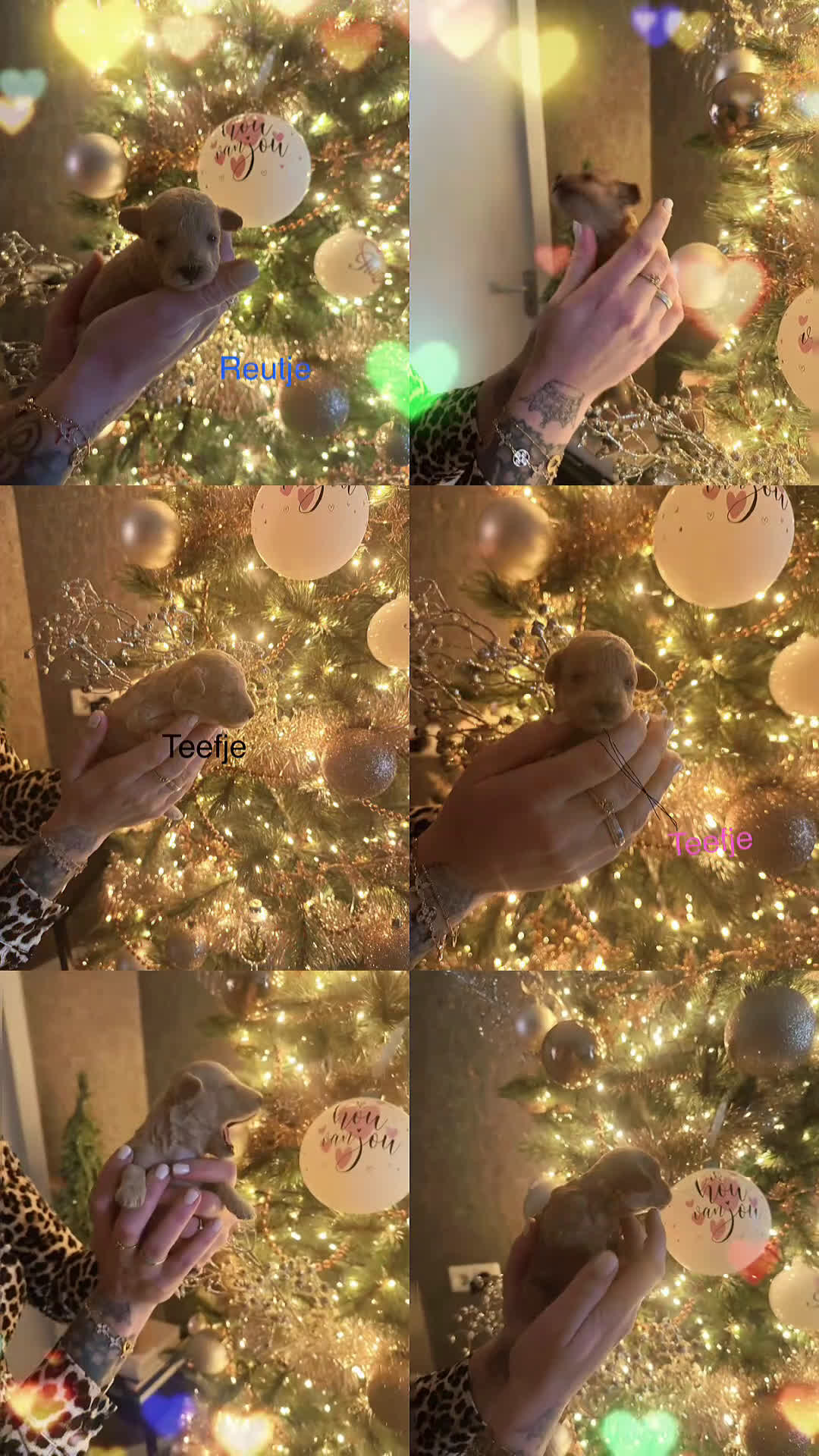 Poedel Toy honden te koop: Toy poedel puppys - Video 1