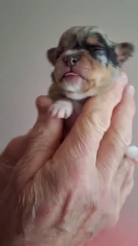 Chihuahua honden te koop: Zeer bijzondere mooie chihuahua pups te koop - Video 2