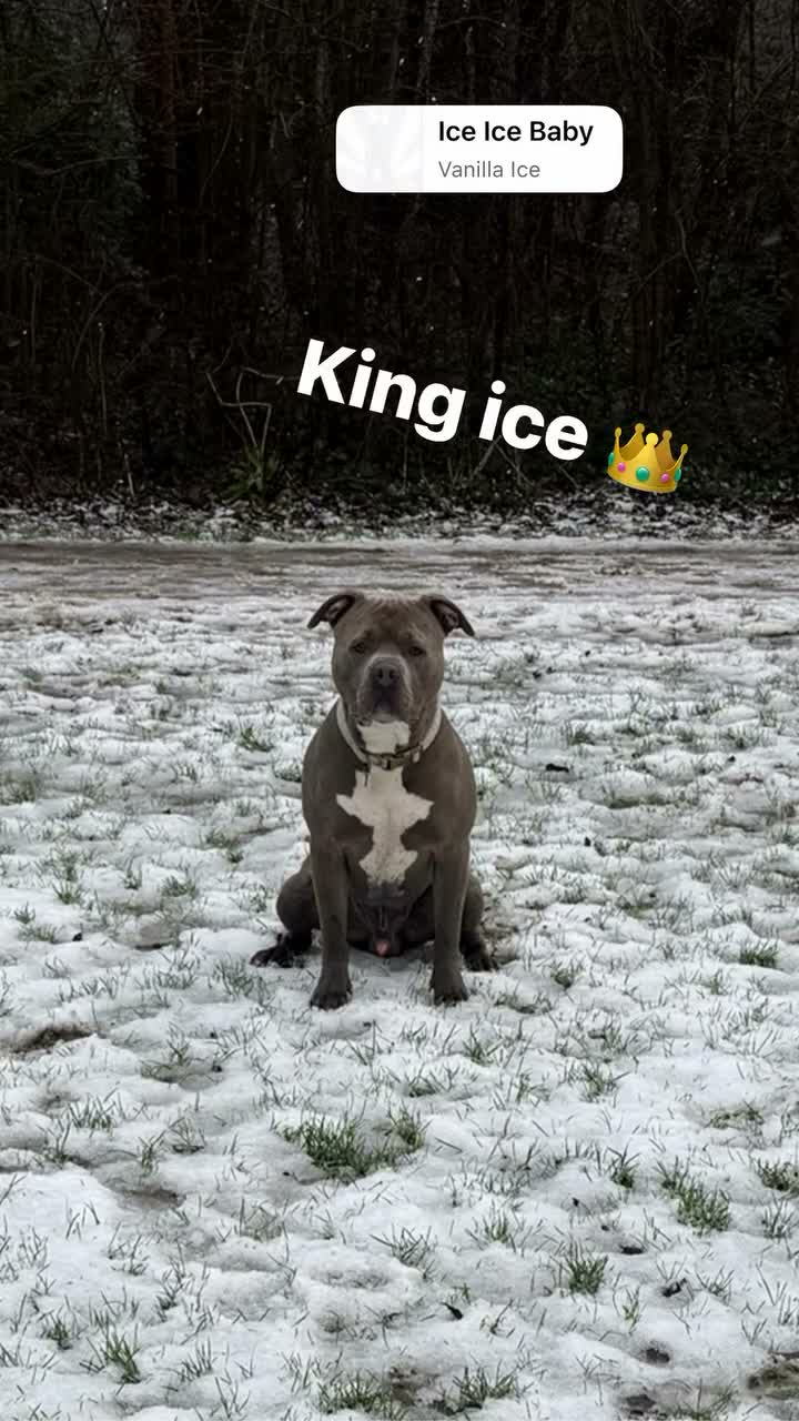 Pitbull Terriër honden ter dekking: Dekreu A.B.A King ice  in Leiden - Video 2