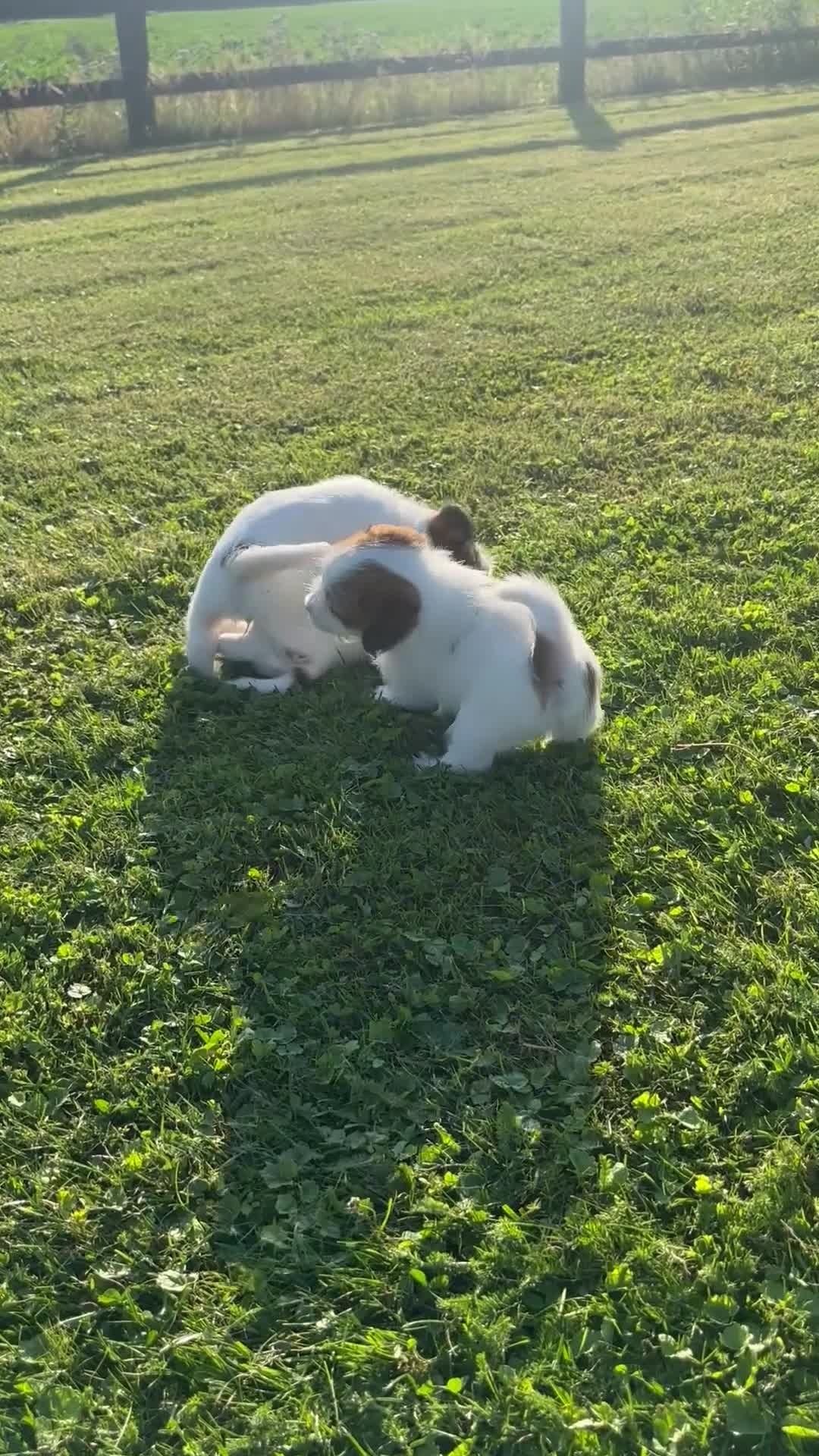 Jack Russel Terriër honden te koop: Twee reutjes beschikbaar  - Video 1