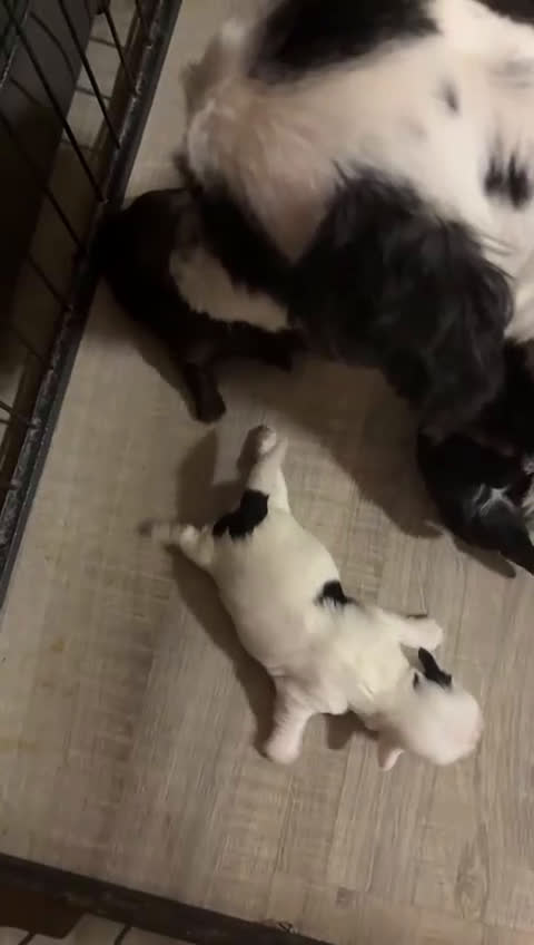 Shih Tzu honden te koop: Boomertjes - Video 2