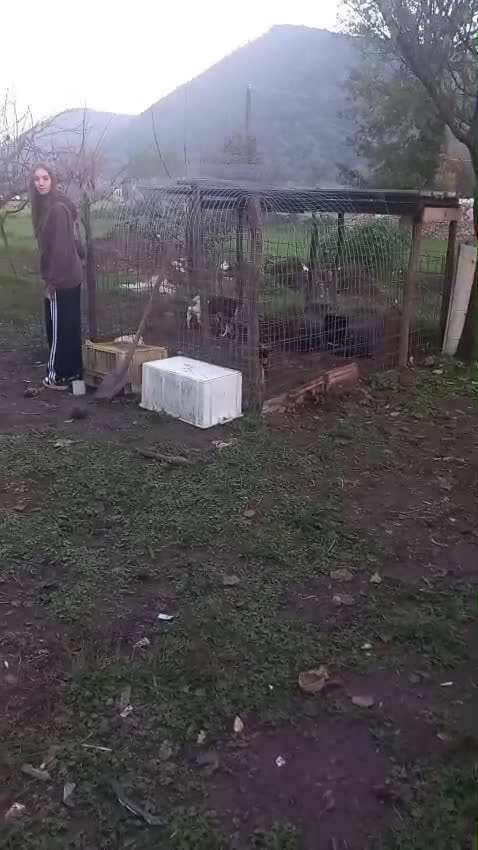 Kruising honden te koop: Lady italiaanse pup zoekt baasje - Video 1