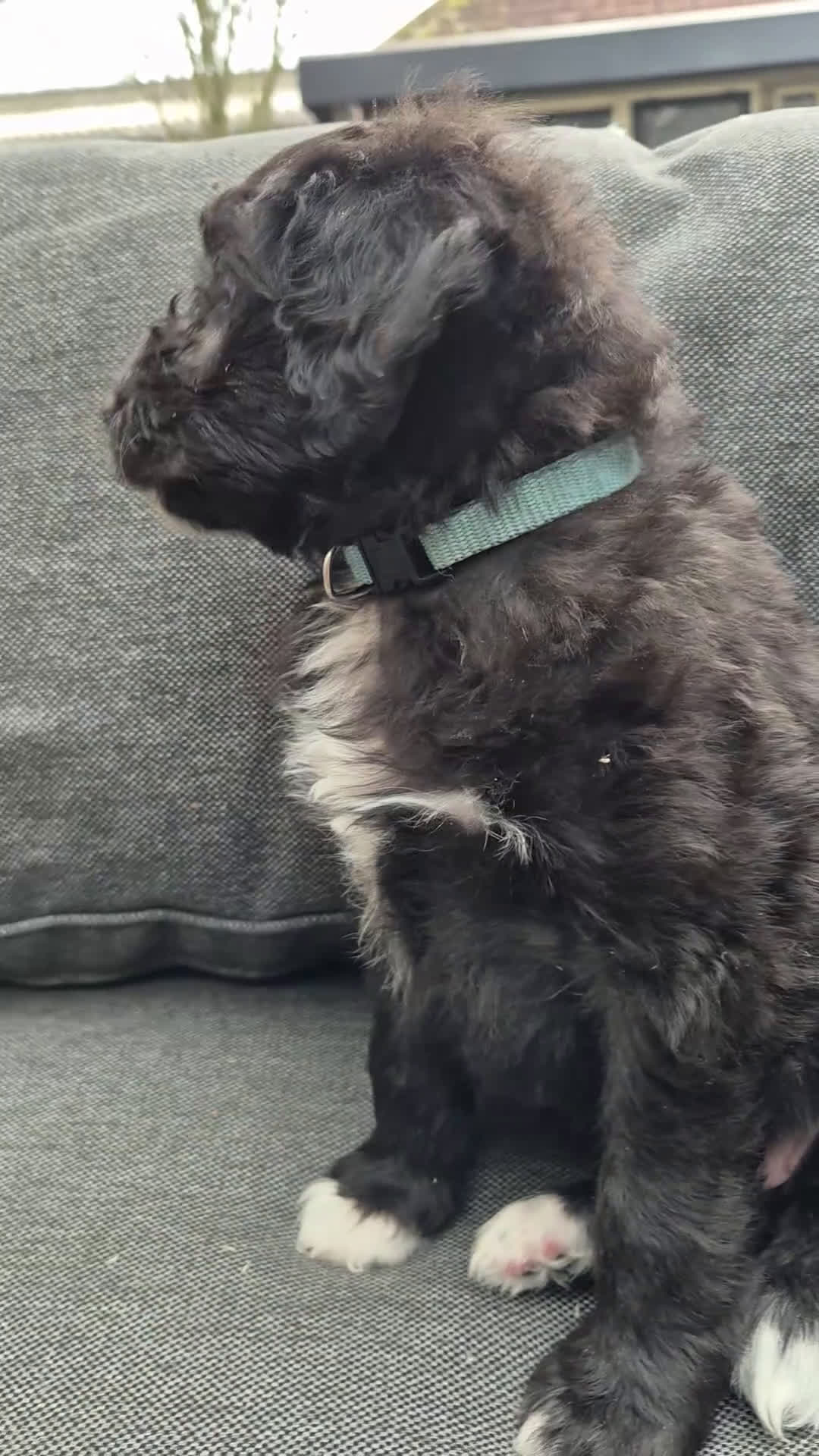 Kruising honden te koop: Bordoodle pups (F1) - nog 5 beschikbaar - Video 1