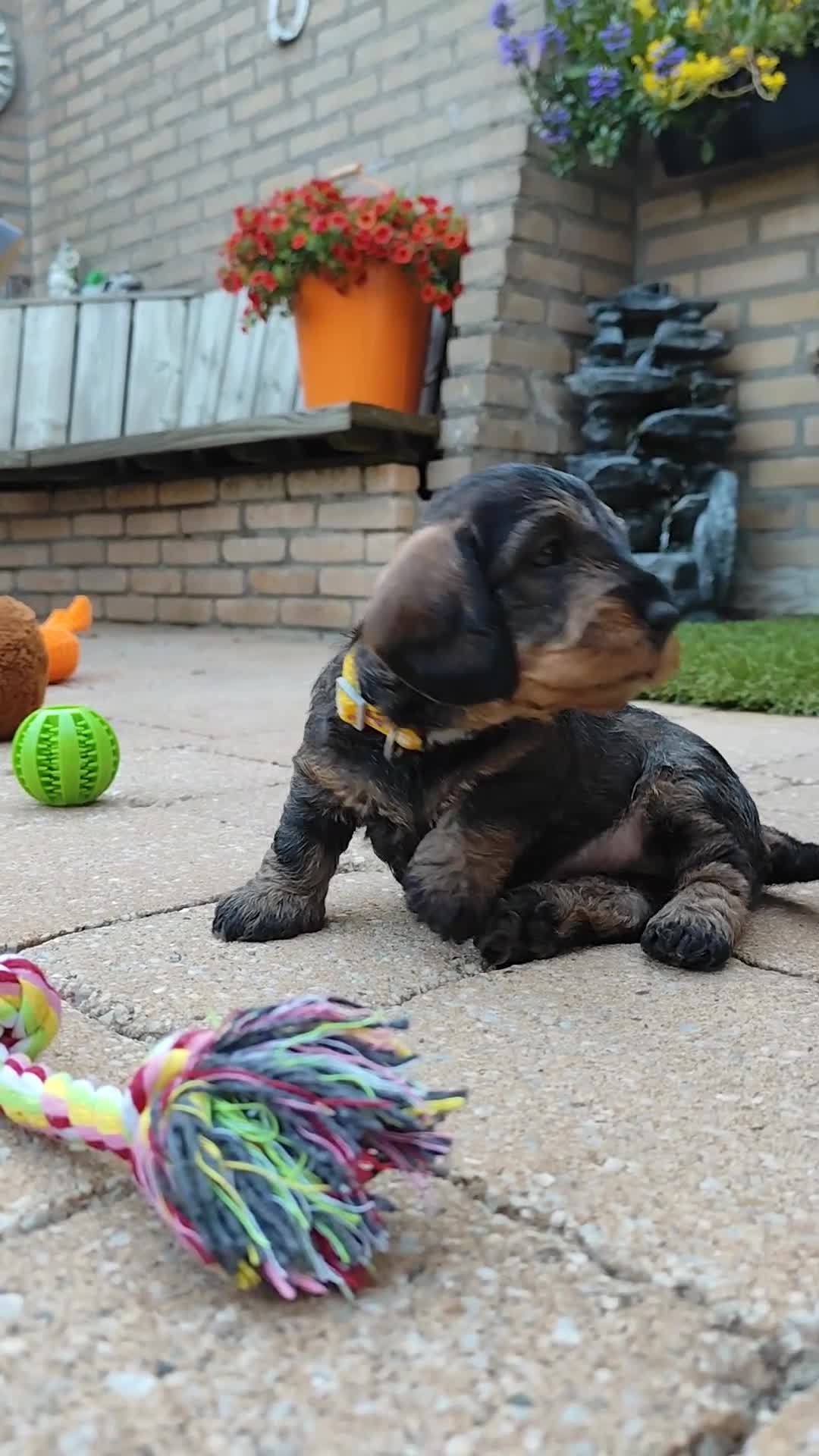 Ruwhaar Teckel honden te koop: Ruwharige teckel pup (standaard) - Video 1