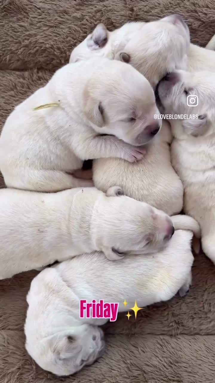 Labrador Retriever honden te koop: Raszuivere Labrador pups blond | Vader is kampioen in Twijzel - Video 4