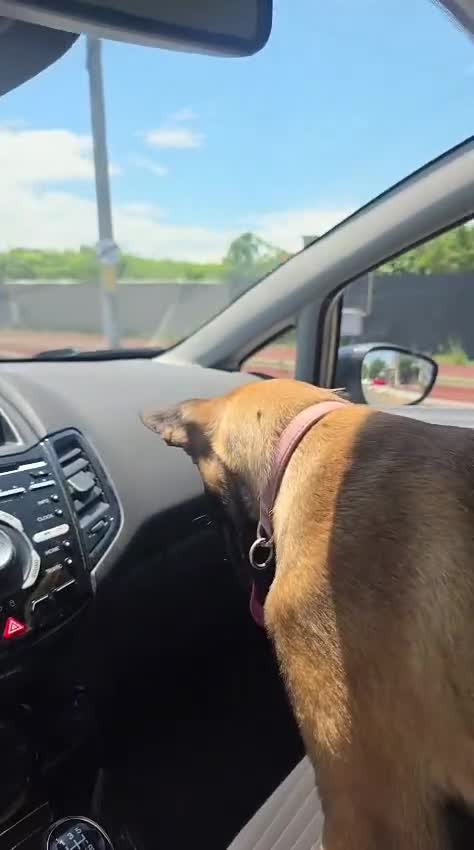 Mechelse Herder honden te koop: Kira – Belgian Shepherd (MALINOIS) - Video 1