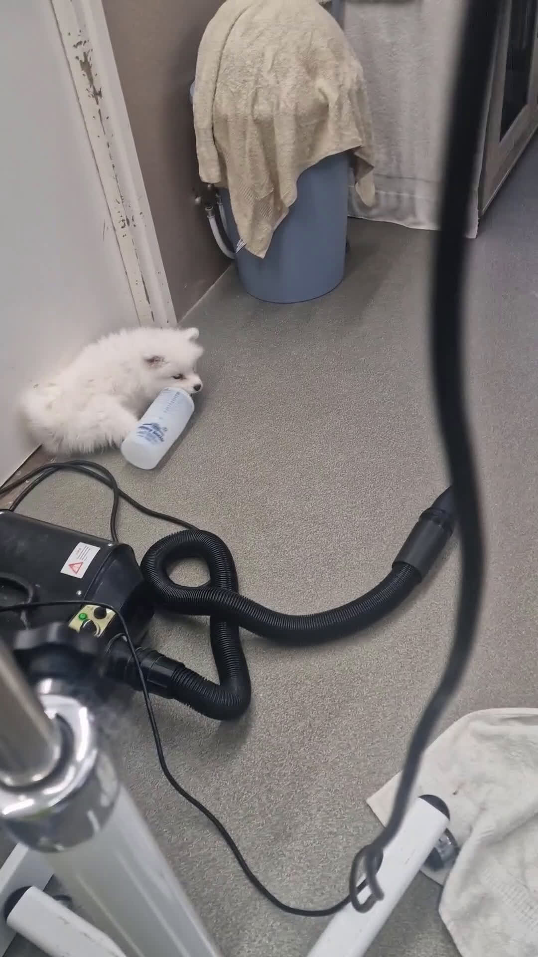 Samojeed honden te koop: Lief Samojeed meisje beschikbaar  - Video 1