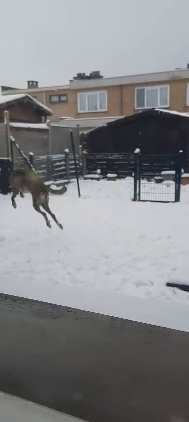 Kruising honden ter adoptie: Gaston een schat van een hondje klaar voor vertrek - Video 1