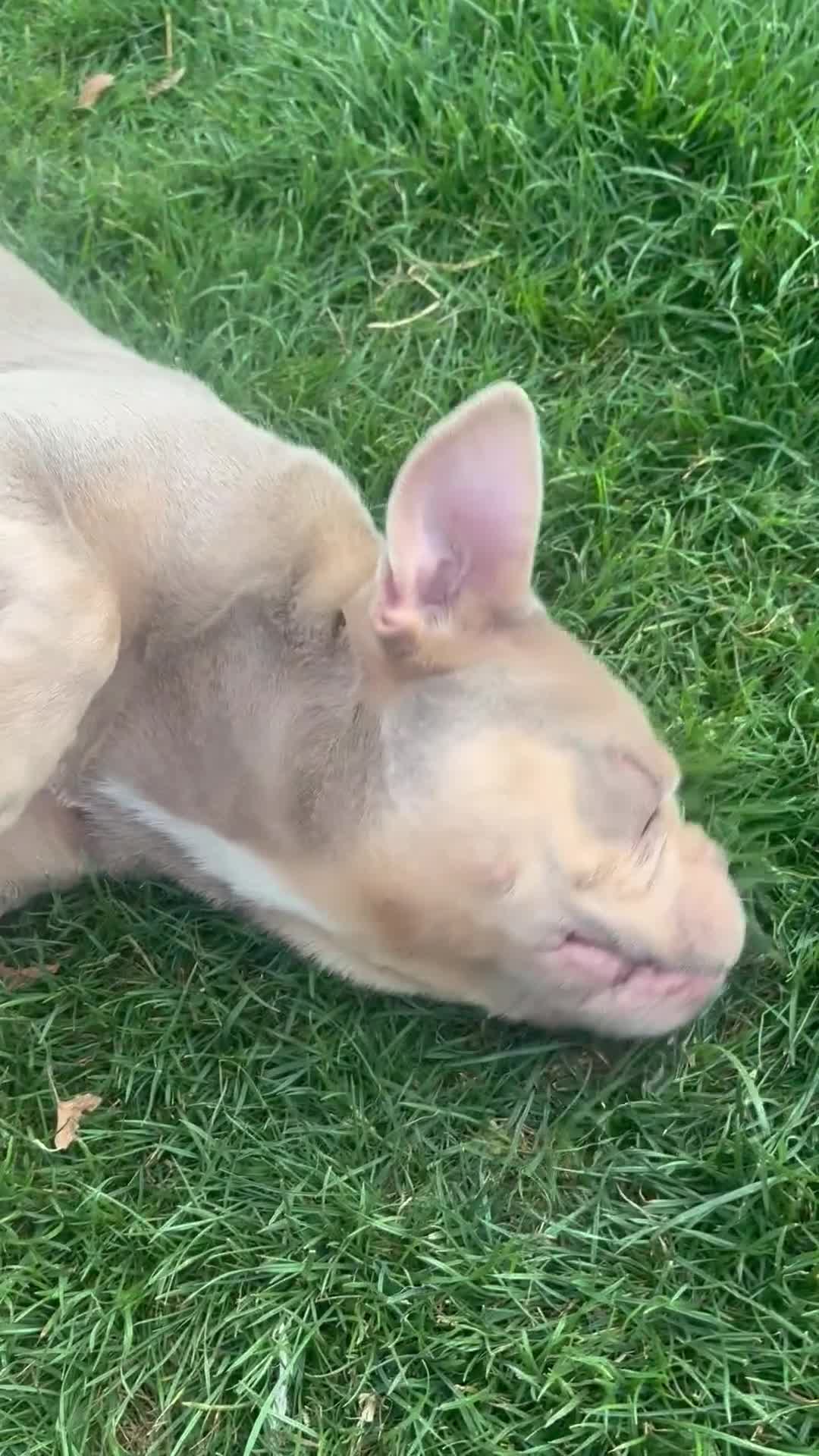 Franse Bulldog honden te koop: Franse bulldog teefje  in Hasselt - Video 1