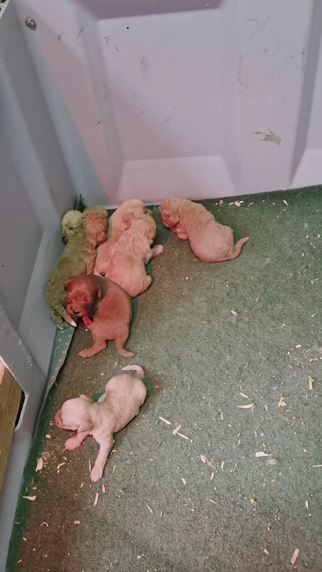 Kruising honden te koop: Mini Labradoodle F3 - Video 1