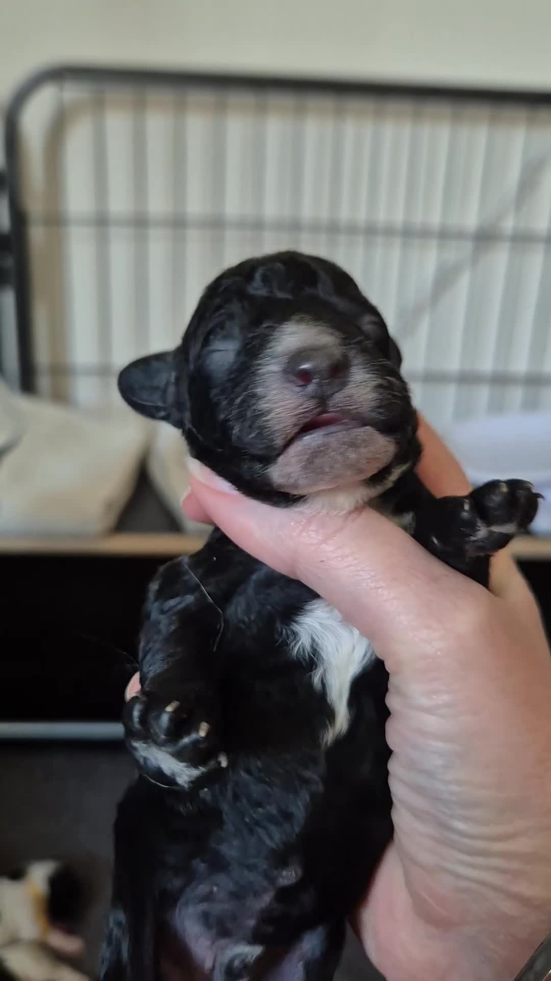 Cockapoo honden te koop: Cockapoo pups  - Video 3