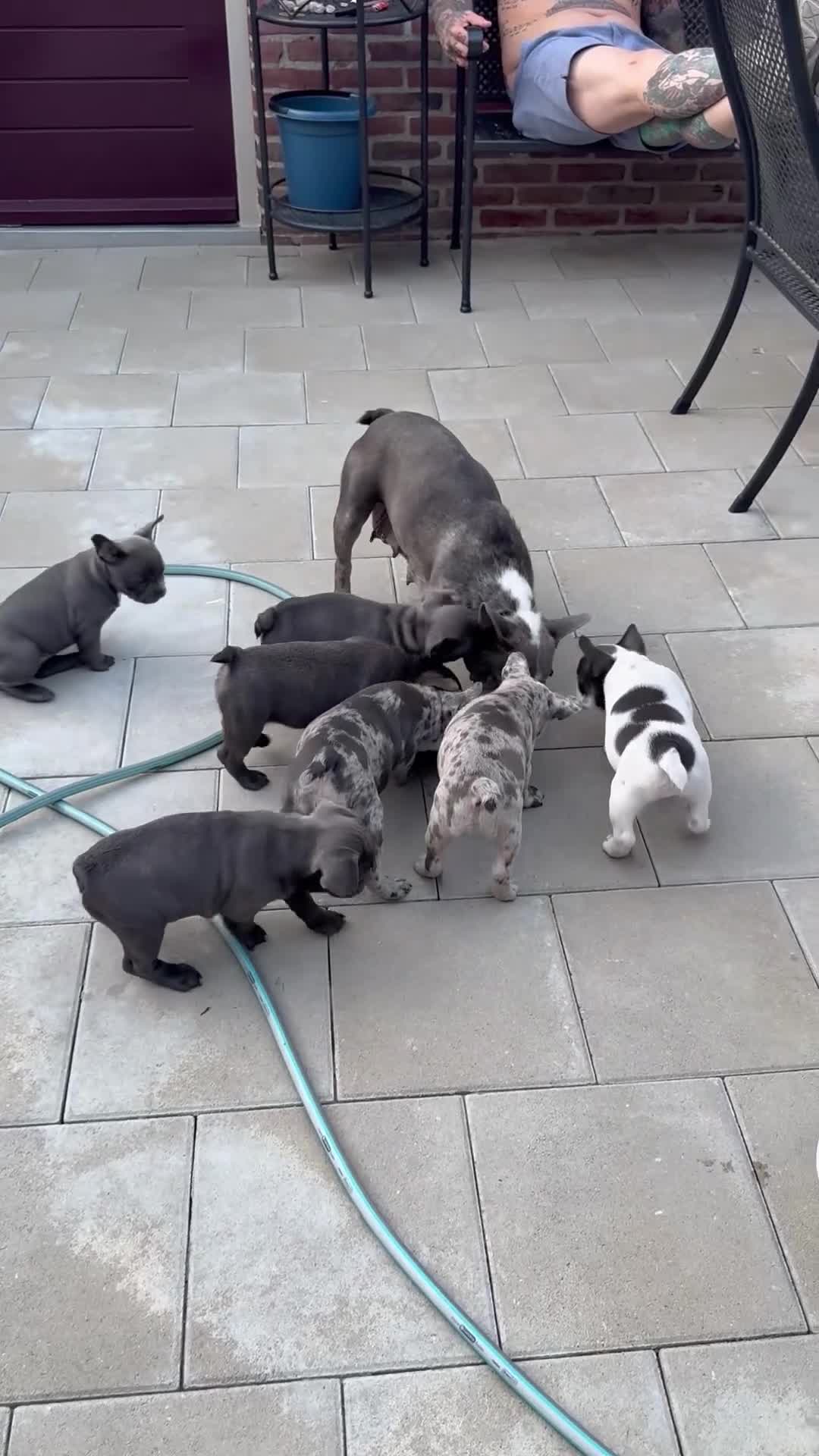 Franse Bulldog honden te koop: Franse bulldog pups - Merle- grey/blue-white/grey - Video 1