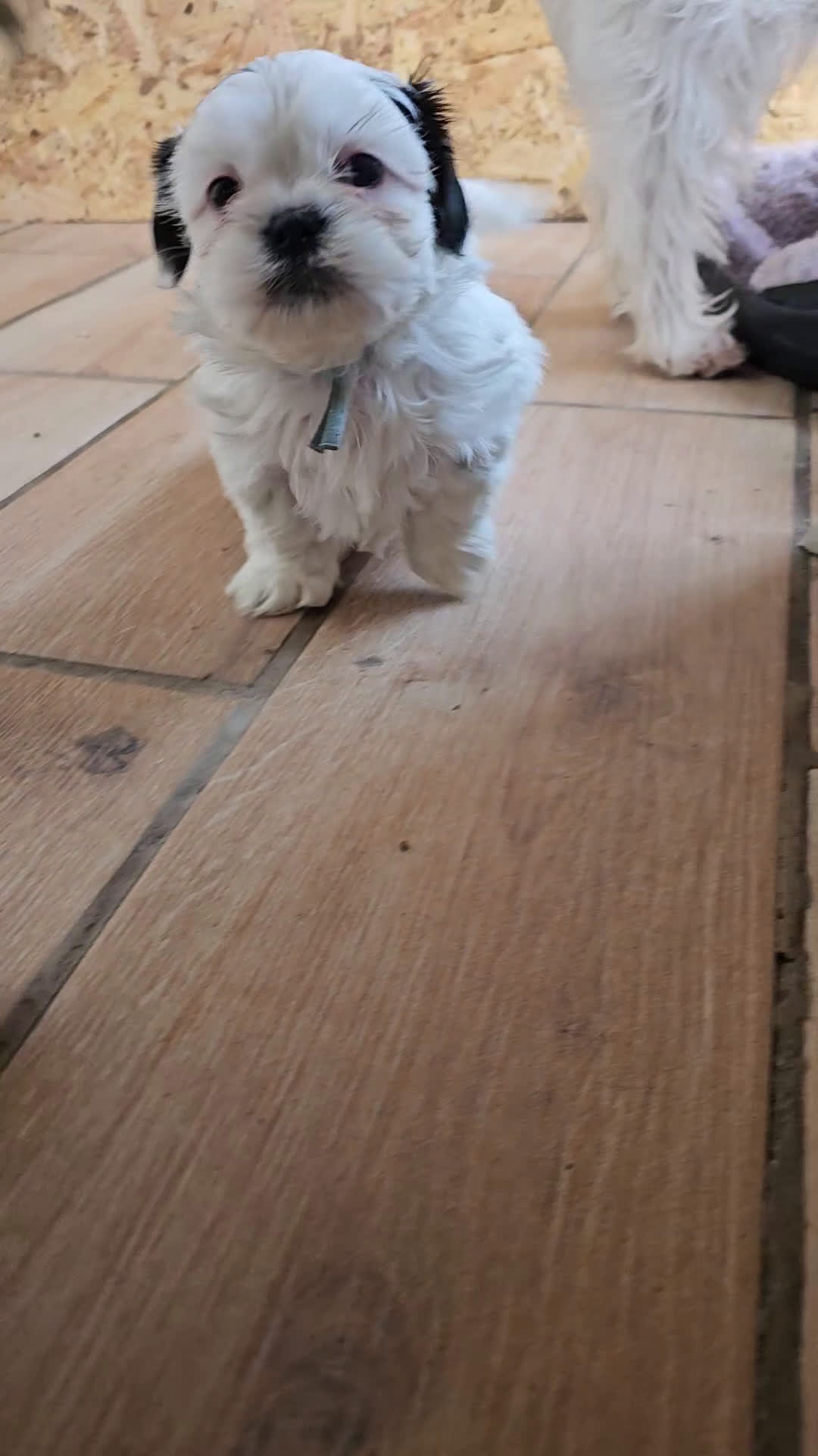 Kruising honden te koop: boomer Pups - Video 2