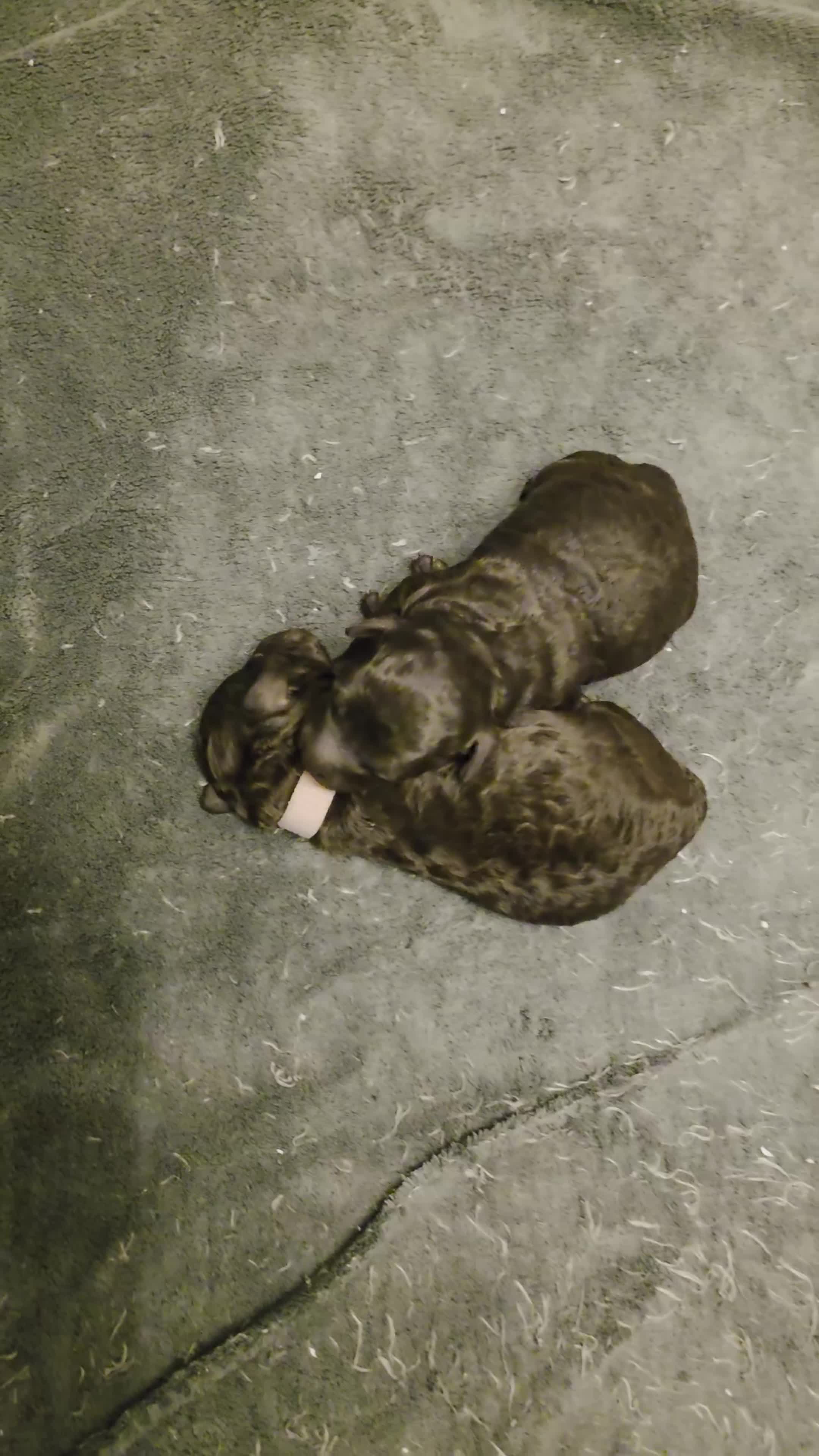 Dwergpoedel honden te koop: 2 choco toypoedel puppy's geboren - Video 1