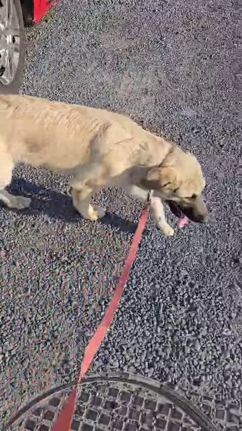 Pyreneese Berghond honden ter adoptie: Kruising portugeze berghond  - Video 1