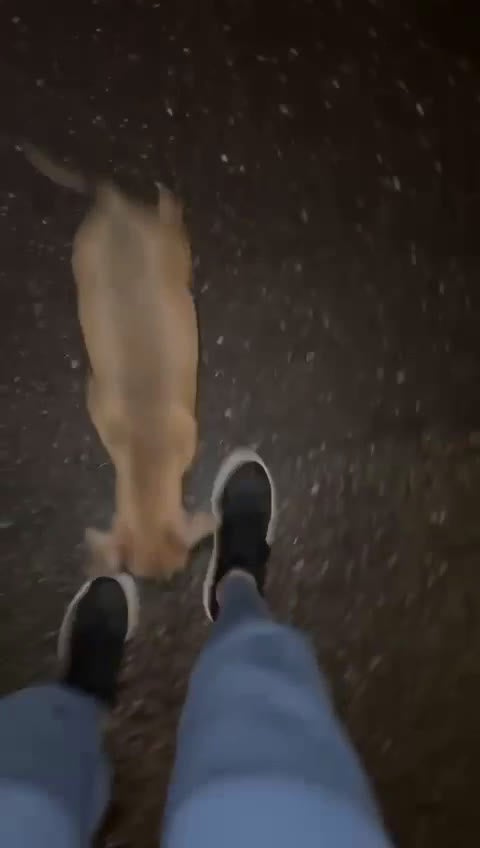 Kruising honden te koop: Pitbully - Video 1