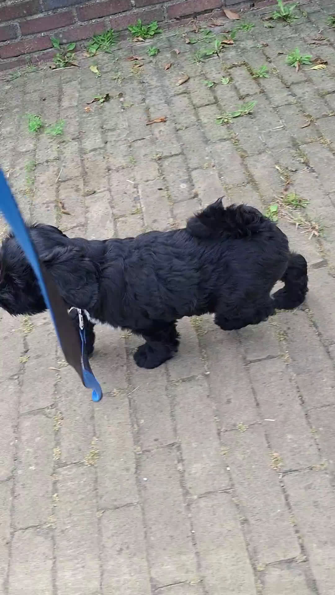 Tibetaanse Terriër honden te koop: Tibetaanse terrier pups - Video 1