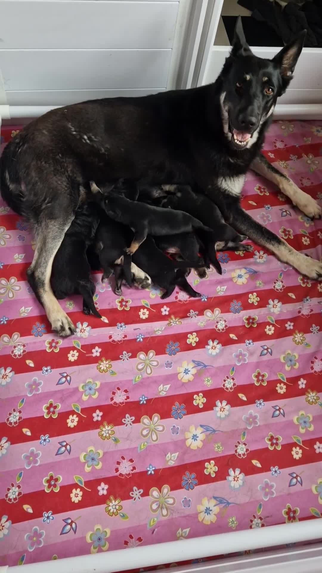 Duitse Herder honden te koop: Oost europese herder pupjes  - Video 1