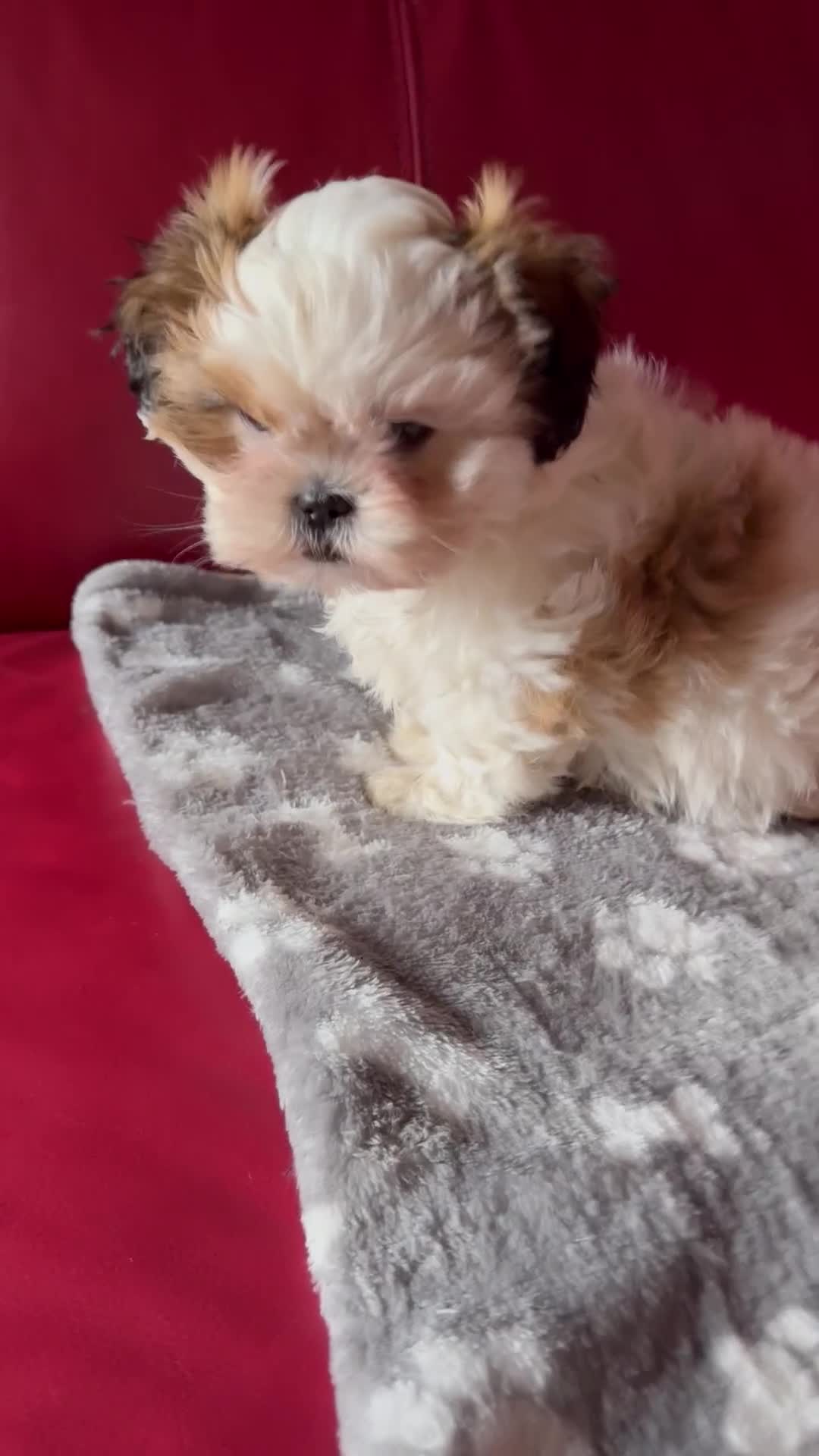 Shih Tzu honden te koop: Een 9 weken oude raszuivere Shih Tzu-puppy zoekt  - Video 1