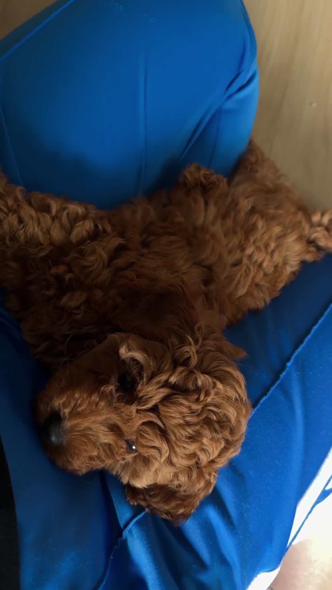 Poedel Toy honden te koop: Red/apricot toy poodle puppies  - Video 1