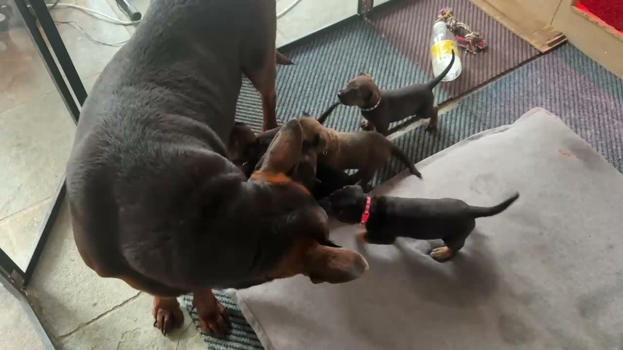 Kruising honden te koop: Te koop Chinese Red Mali’s  - Video 1