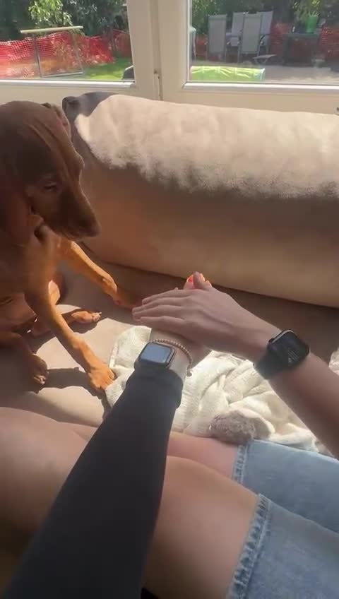 Vizsla korthaar honden te koop: Kortharige Hongaarse Vizsla-pups - Video 2