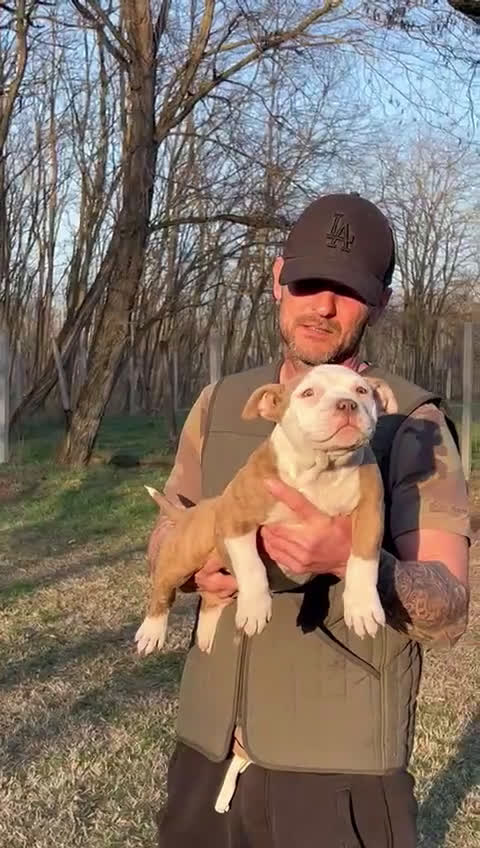 Amerikaanse Bully honden te koop: American bully pocket pups - Video 1