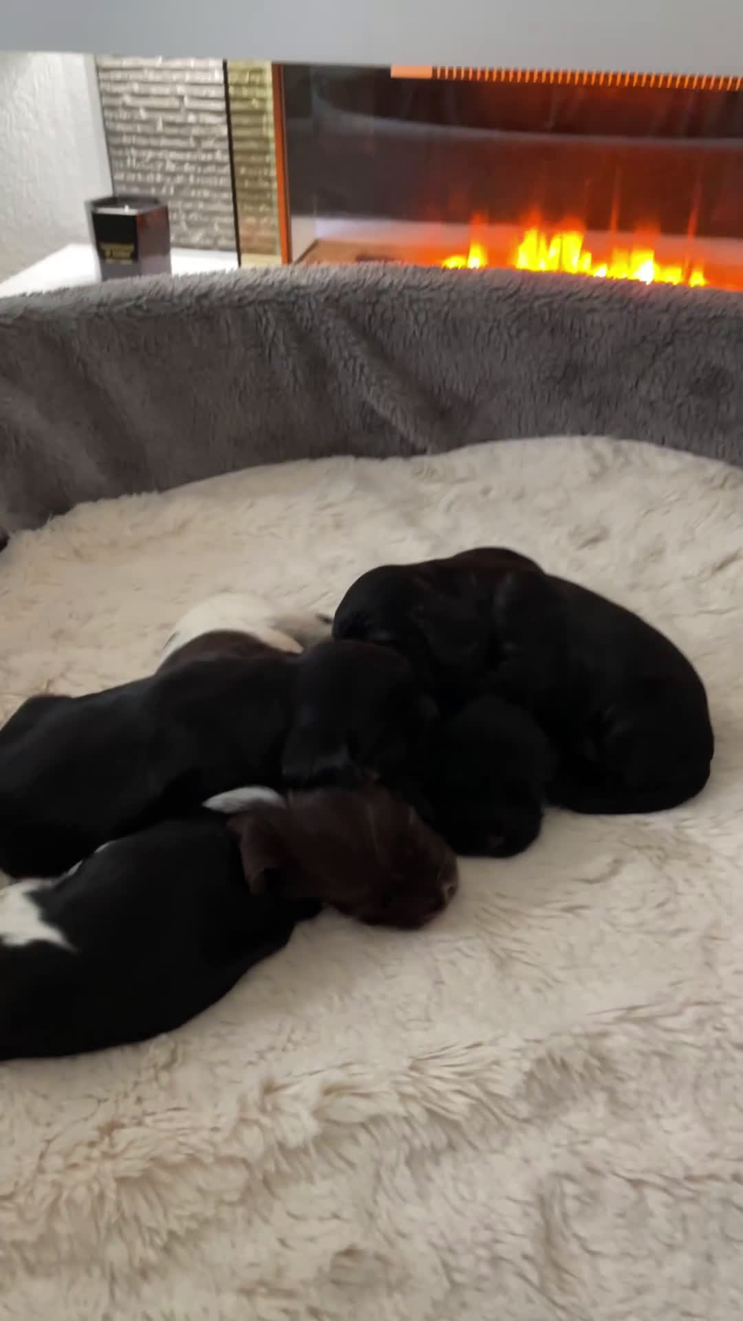 Engelse Cocker Spaniel honden te koop: Engelse Cocker spaniël pups te koop  - Video 3