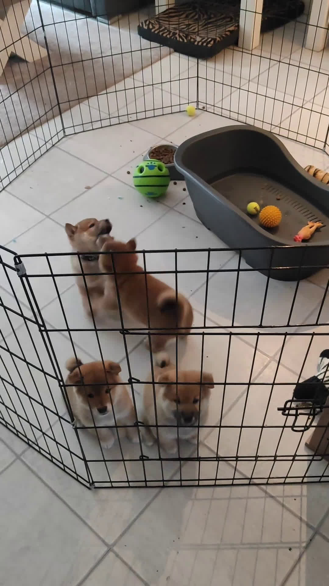 Shiba honden te koop: Shiba Inu pups met FCI stamboom - Video 2